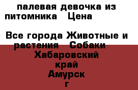 палевая девочка из питомника › Цена ­ 40 000 - Все города Животные и растения » Собаки   . Хабаровский край,Амурск г.